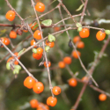 Picture of Coprosma rigida