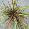 Picture of Cordyline Cha Cha