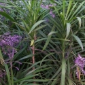 Picture of Cordyline Stricta