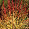 Picture of Cornus Midwinter Fire