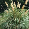 Picture of Cortaderia Fulvida