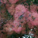 Picture of Cotinus Coggygria