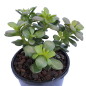 Picture of Crassula Minima