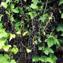 Picture of Currant Black Laxton Tinker