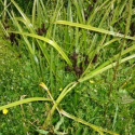 Picture of Cyperus ustulatus