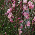 Picture of Cytisus Lilac Time