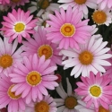 Picture of Daisy Angelic Baby Pink