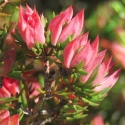 Picture of Darwinia taxifolia macrolinea