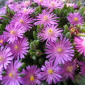 Picture of Delosperma Delos Pink