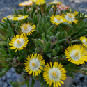 Picture of Delosperma Delos Yellow