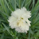 Picture of Dianthus Mrs Simkins