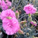 Picture of Dianthus Pink Eclipse