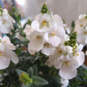 Picture of Diascia Trinity Grace