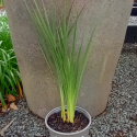 Picture of Dierama Pulcherrimum Light Pink