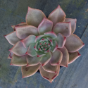 Picture of Echeveria Agavoides Red