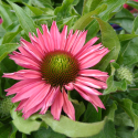 Picture of Echinacea Fuchsia