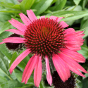 Picture of Echinacea Pomegranate