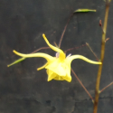 Picture of Epimedium Davidii