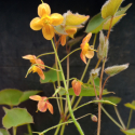 Picture of Epimedium Soft Apricot