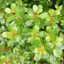 Picture of Escallonia Red Dream