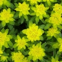 Picture of Euphorbia Polychroma