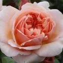 Picture of Evelyn Std 80cm-Rose