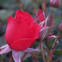 Picture of Everlasting Love-Rose