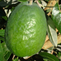 Picture of Feijoa Takaka