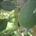 Picture of Feijoa Triumph