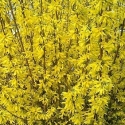 Picture of Forsythia Karl Sax