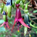 Picture of Fuchsia excorticata