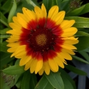 Picture of Gaillardia Blazing Sun