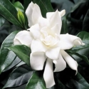 Picture of Gardenia Four Seasons