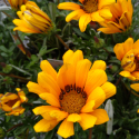 Picture of Gazania Takatu Yellow