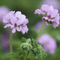 Picture of Geranium Attar of Roses