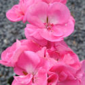 Picture of Geranium Chocolate Pink