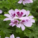 Picture of Geranium Citriodorum Lemon