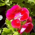 Picture of Geranium Fairy Velvet