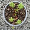 Picture of Geranium Kashmir White