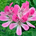 Picture of Geranium Pink Capitatum Fruity