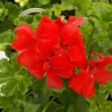 Picture of Geranium Ruby