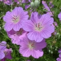 Picture of Geranium incanum