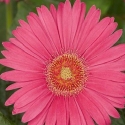 Picture of Gerbera Garvinea Sweet Sixteen