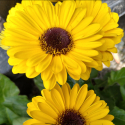 Picture of Gerbera Garvinea Sweet Vibe