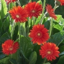 Picture of Gerbera Sweet Love