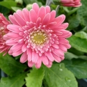 Picture of Gerbera Sweet Memories