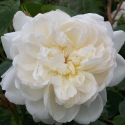 Picture of Glamis Castle Std 80cm-Rose