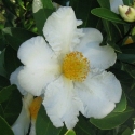 Picture of Gordonia Axillaris