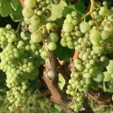 Picture of Grape White Dalmation