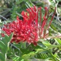 Picture of Grevillea Boongala Spineball